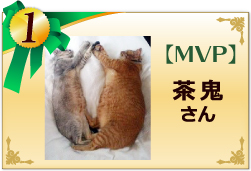 MVP　茶鬼さん