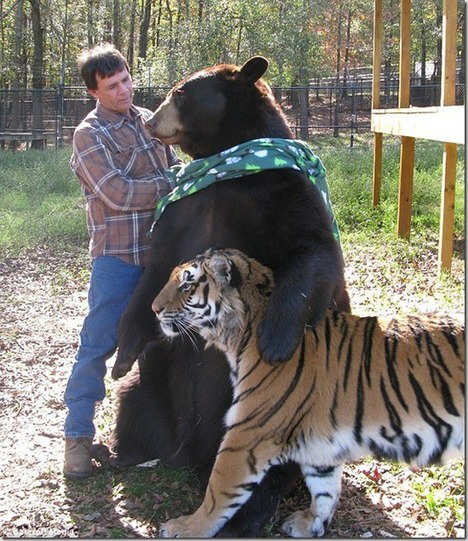 下載 クマとライオンとトラの種族を超えた愛が話題blニュース超越熊 狮子和老虎种族的爱成为话题bl新闻 下载ダウンロードdownload 百度云网盘