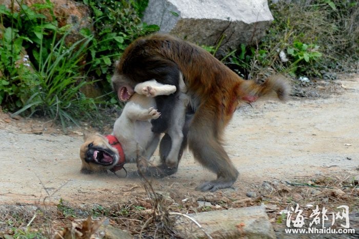 blニュース 狗和猴子的关系真的不好吗?