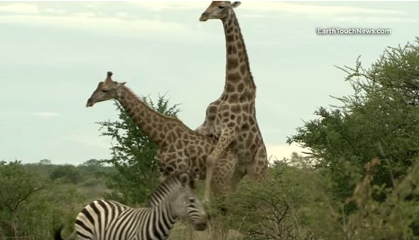 下載 動物のゲイセックスが超卑猥 リアルbl世界が自然界には広がっている Blニュース动物的同xing恋 喵喵喵 超猥亵 现实bl世界在自然界中蔓延 Bl新闻 下载ダウンロード